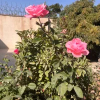 باغ مدرن و لوکس فروش یا معاوضه با آپارتمان