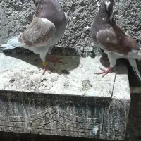 قورگی مسافتی