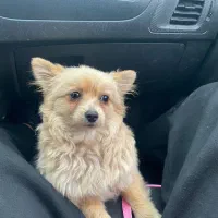 سگ پامر روباهی