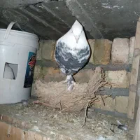 کفتر رنگی 8عدد|پرنده|فولادشهر, فولادشهر|دیوار