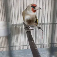 سهره دورگ داغسر رنگ کرم|پرنده|تهران, مشیریه|دیوار