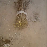 نهال زرشک|گل و گیاه طبیعی|زهان, |دیوار