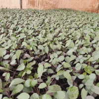 نشا کلم بروکلی و بنفش