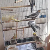 طوطی(عروس هلندی)|پرنده|صومعهسرا, |دیوار