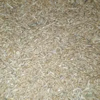 معاوضه گندم با جوجه لاری