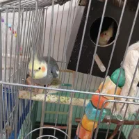 عروس هلندی|پرنده|تهران, کیانشهر|دیوار