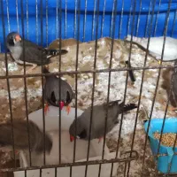 فنج لپ سیاه وسفید لپ سیاه وکینگ درشت فول وقفس