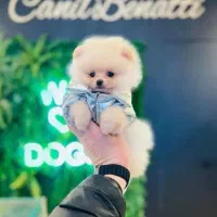 سگ مینیاتوری ـ پامرانین خرسی - توی پودل - شیتزوفلت