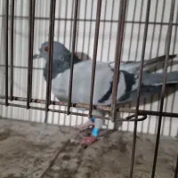 کبوتر|پرنده|محمدیه-قزوین, |دیوار