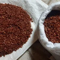کله افتابی|خوردنی و آشامیدنی|بردسکن, |دیوار