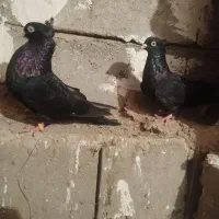 دوتا کبوتر فره دوتا سیاه|پرنده|کشاورز, |دیوار