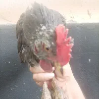 دوتا خروس چی مناسب برای درمان