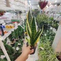 سانسوریا زاموفیلیا بلک برکین بامبو خاکی گندمی دیفن|گل و گیاه طبیعی|قم, ولیعصر|دیوار