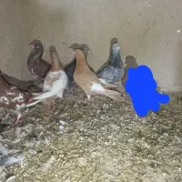 یهودی|پرنده|آشخانه, |دیوار