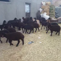 گوسفند بره دار داشتی