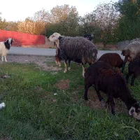 قوچ کبود. میش بره