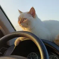 بریتیش