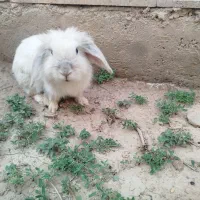 خرگوش لوپ|موش و خرگوش|یزد, |دیوار