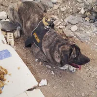 سگ پیدا شده