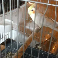 کبوتر رنگی و طوقی و عروس مینا|پرنده|ایلام, |دیوار