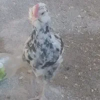گلین جوجه