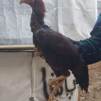 خروس لاری ترک