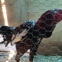 خروس لاری چابهاری