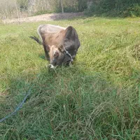 وراز‌کوله‌یک‌ساله