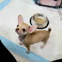 شی وا وا|سگ|پرند, فاز ۱|دیوار