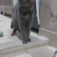 گربه نژاد دار