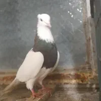 کفتر طوقی نروماده هفت‌رنگ مفت