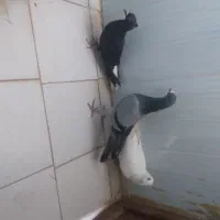 2تالمانی یک دومسفید|پرنده|شیروان (خراسان), |دیوار