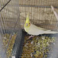 فروش انواع نژاد عروس هلندی مولد و جوجه