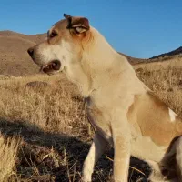 سگ پژدر|سگ|خلخال, |دیوار