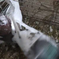 کبوتر|پرنده|گلبهار, شهر جدید گلبهار|دیوار