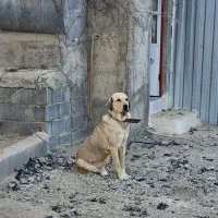 سگ پژدر|سگ|سنندج, |دیوار