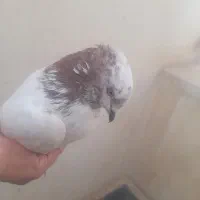 کفتر|پرنده|ماکو, |دیوار