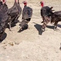 فروش بوقلمون نرو ماده