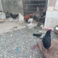 مرغ خروس رسمی|حیوانات مزرعه|قم, تعویض پلاک|دیوار