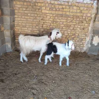 میش بره بز زایده ابستن|حیوانات مزرعه|مبارکه, |دیوار