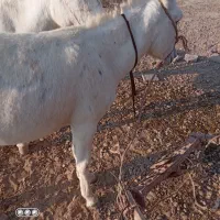 الاغ|حیوانات مزرعه|هندیجان, |دیوار