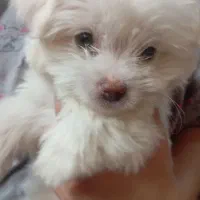 سگ پاکوتاه|سگ|پاکدشت, حصار امیر|دیوار