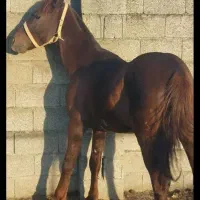 اسب کرد|اسب و تجهیزات اسبسواری|طاهرگوراب, |دیوار