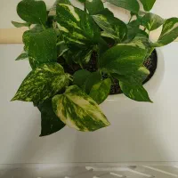 گل طبیعی وسرحال