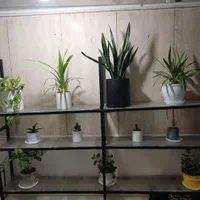 استند پروفیلی گلدان|کتابخانه، شلف، قفسه‌های دیواری|تهران, ائمه اطهار|دیوار