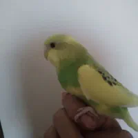 مرغ عشق|پرنده|شهرضا, |دیوار