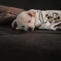 توله سگ پامر اشپیتز