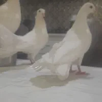 کفتر گرفتنی و...|پرنده|قم, باغ شازده|دیوار