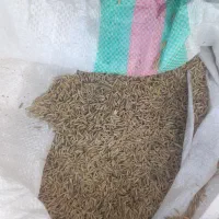 شالی فجر|خوردنی و آشامیدنی|کلاله, |دیوار