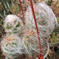 کاکتوس اورئو سرئوس ۴ تایی